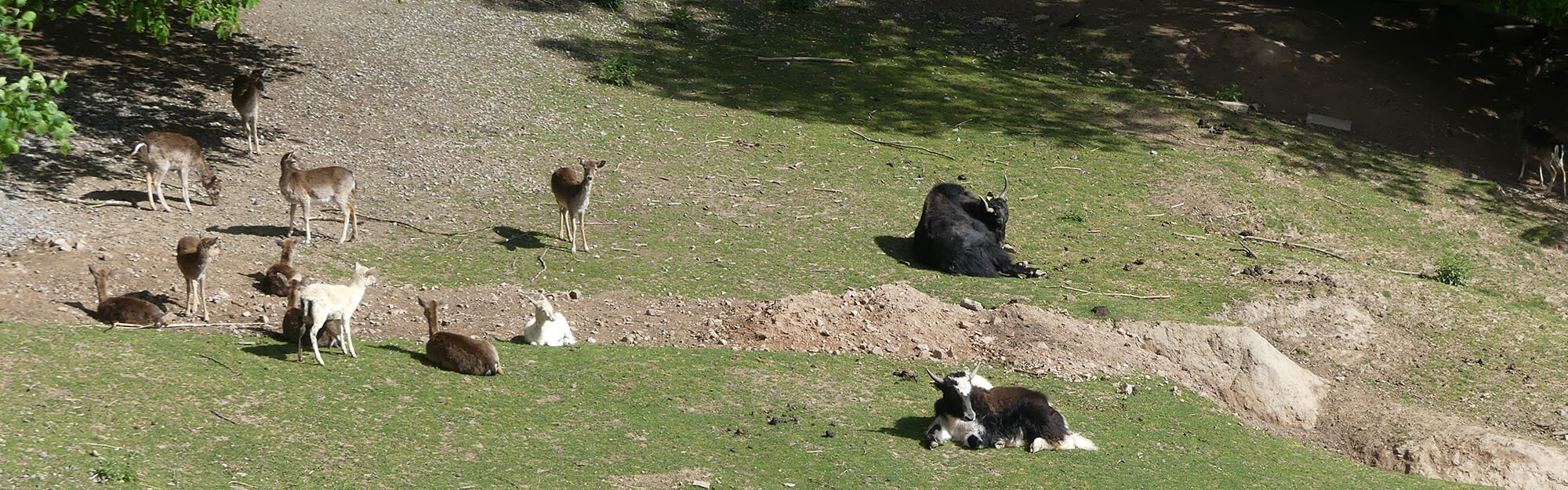 Damwild und Yaks im Bergtierpark Fürth-Erlenbach Damwild und Yaks liegen und grasen auf einer Wiese im Erlenbacher Bergtierpark